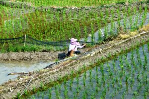 La fame nel mondo sarà frenata grazie al riso geneticamente modificato? 1