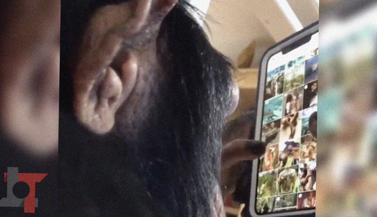 Anche agli scimpanzè piace usare Instagram (video)