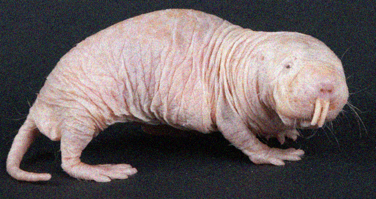 Studiare le talpe senza pelo potrebbe essere la chiave per una rivoluzione nella cura del cancro