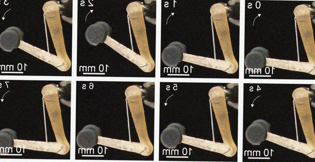 Ecco le fibre muscolari sintetiche che potrebbero rivoluzionare i robot e le protesi del futuro