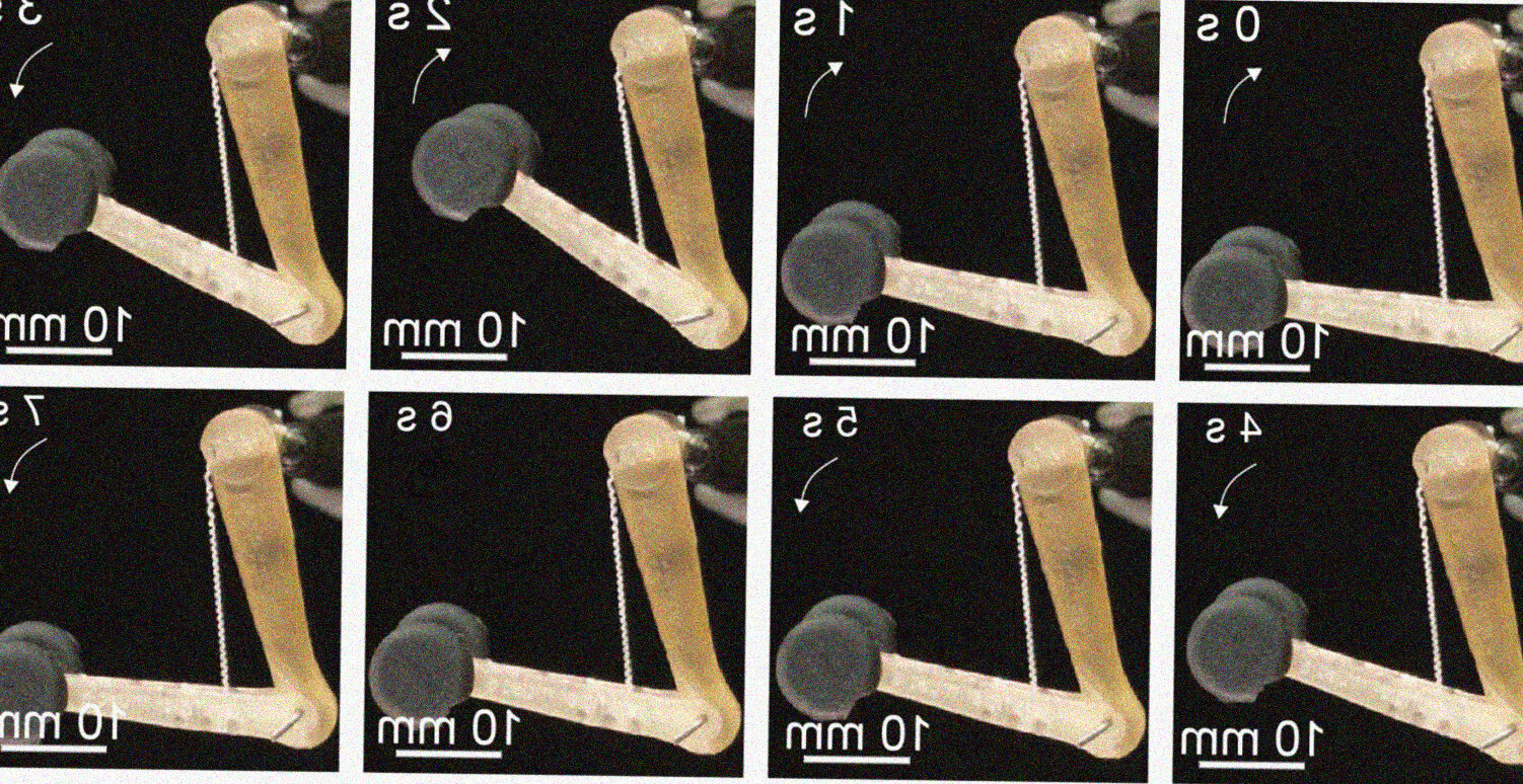 MIT fibre muscolari sintetiche