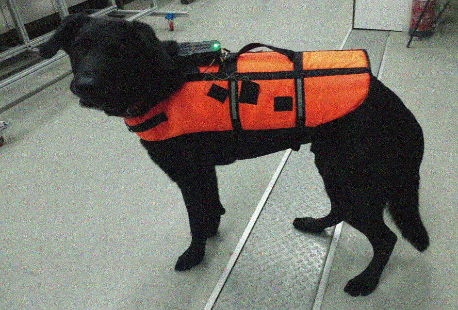 Comunicare con i cani da remoto? Non è più fantascienza