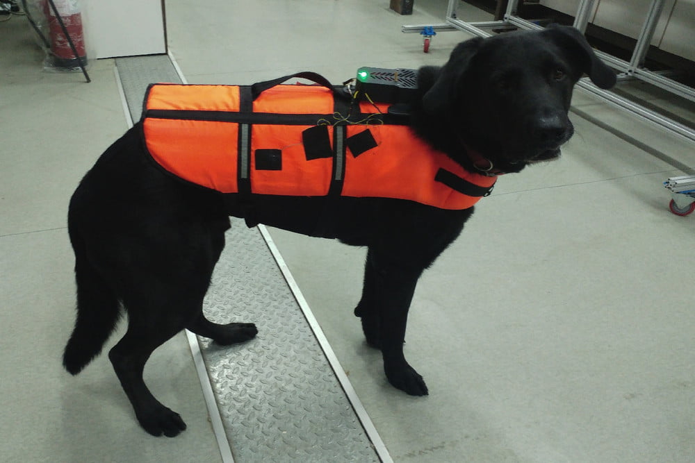 Comunicare con i cani da remoto? Non è più fantascienza