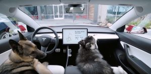Tesla Elon Musk Dog Mode