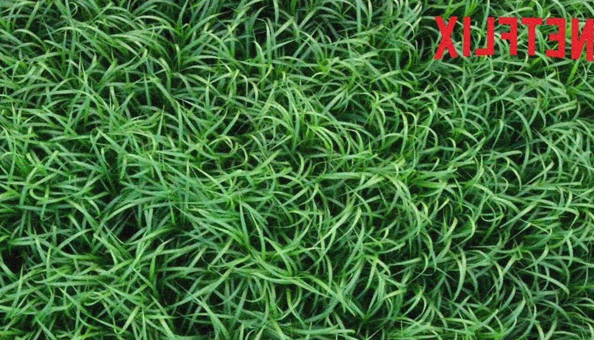 Nell'erba alta, il film horror in arrivo su Netflix | Trailer