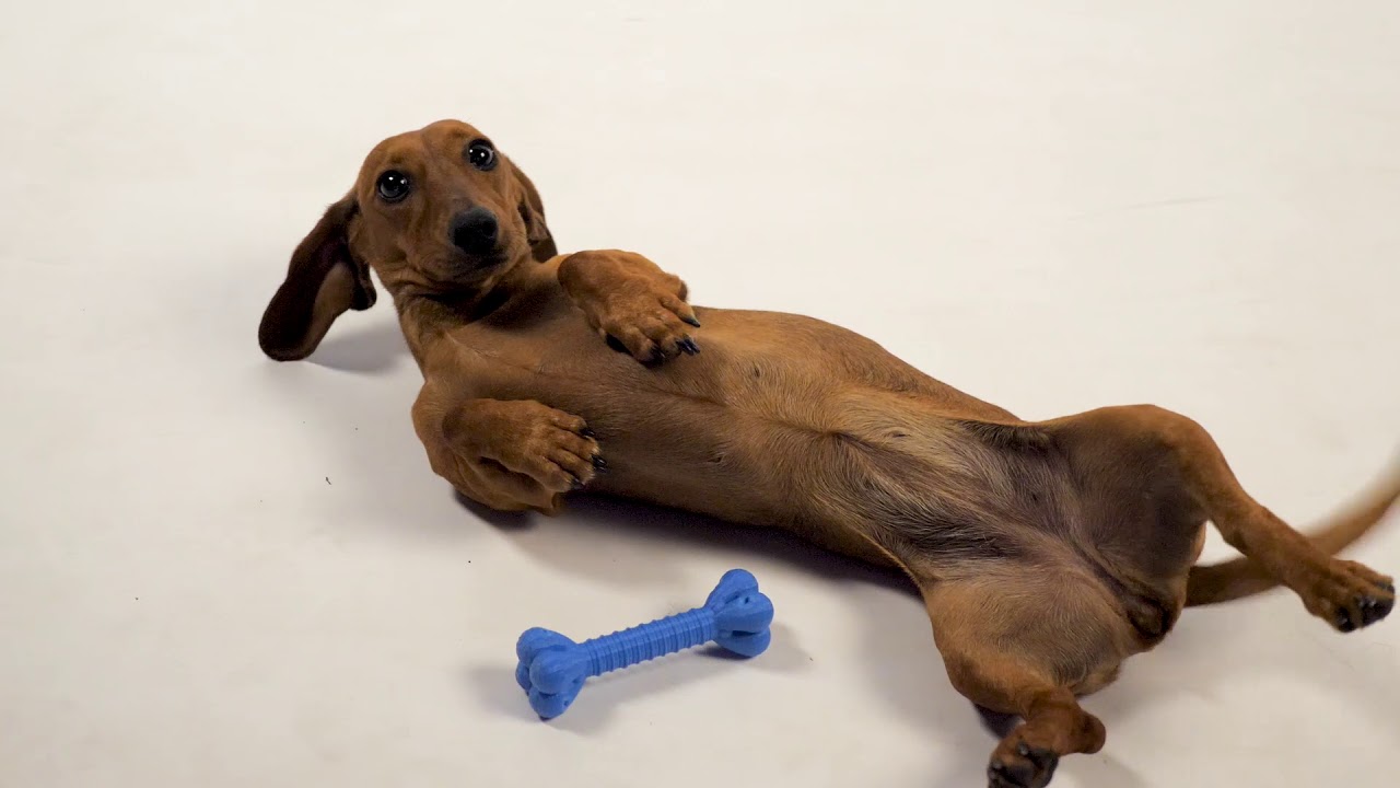 SmartOsso: monitora la salute del tuo cane mentre gioc