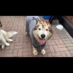 iOS 14: come usare il picture in picture (PiP) 8