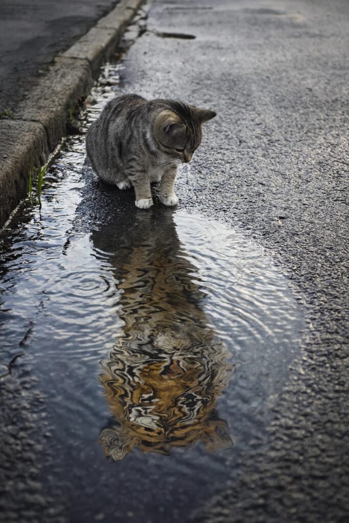 ChatGPT migliora la generazione di immagini grazie a GPT-4o 4