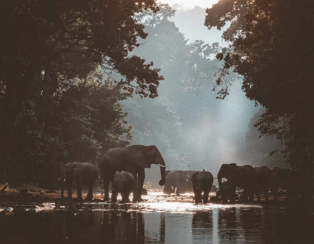 Adobe Firefly Image Model 4