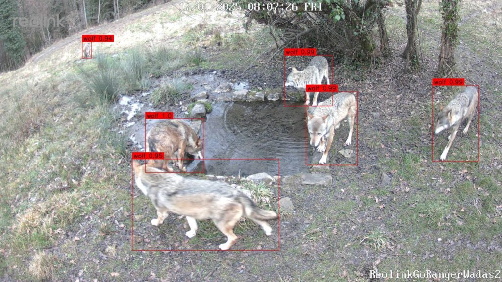 test classificazione WADAS lupi