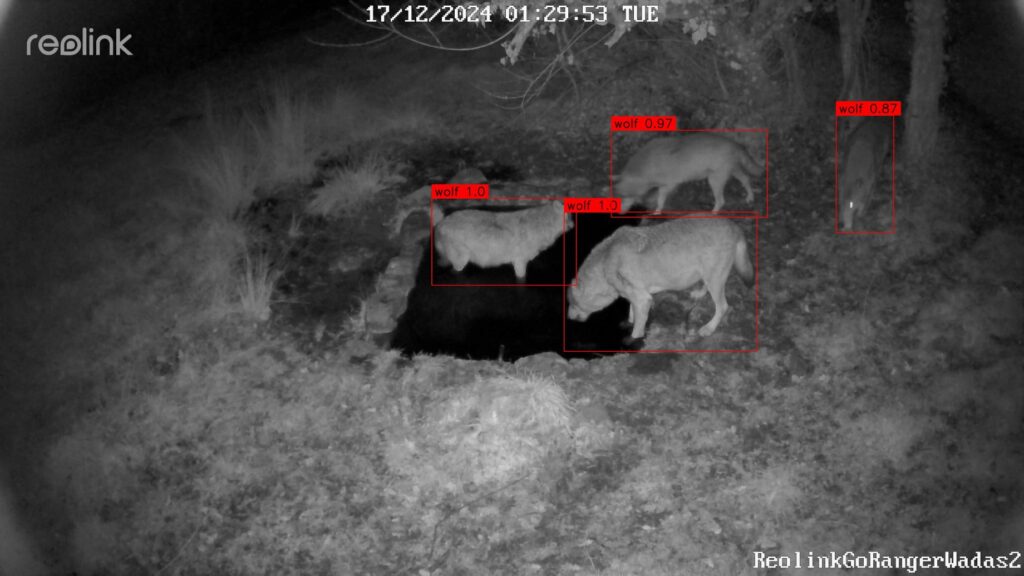 test classificazione WADAS lupi