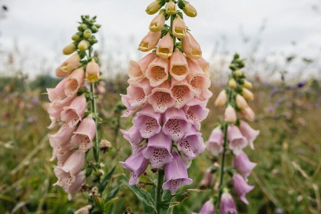 microsoft mai-image-1