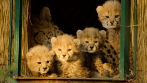 Born to be Wild - novità Apple TV da guardare a dicembre 2025