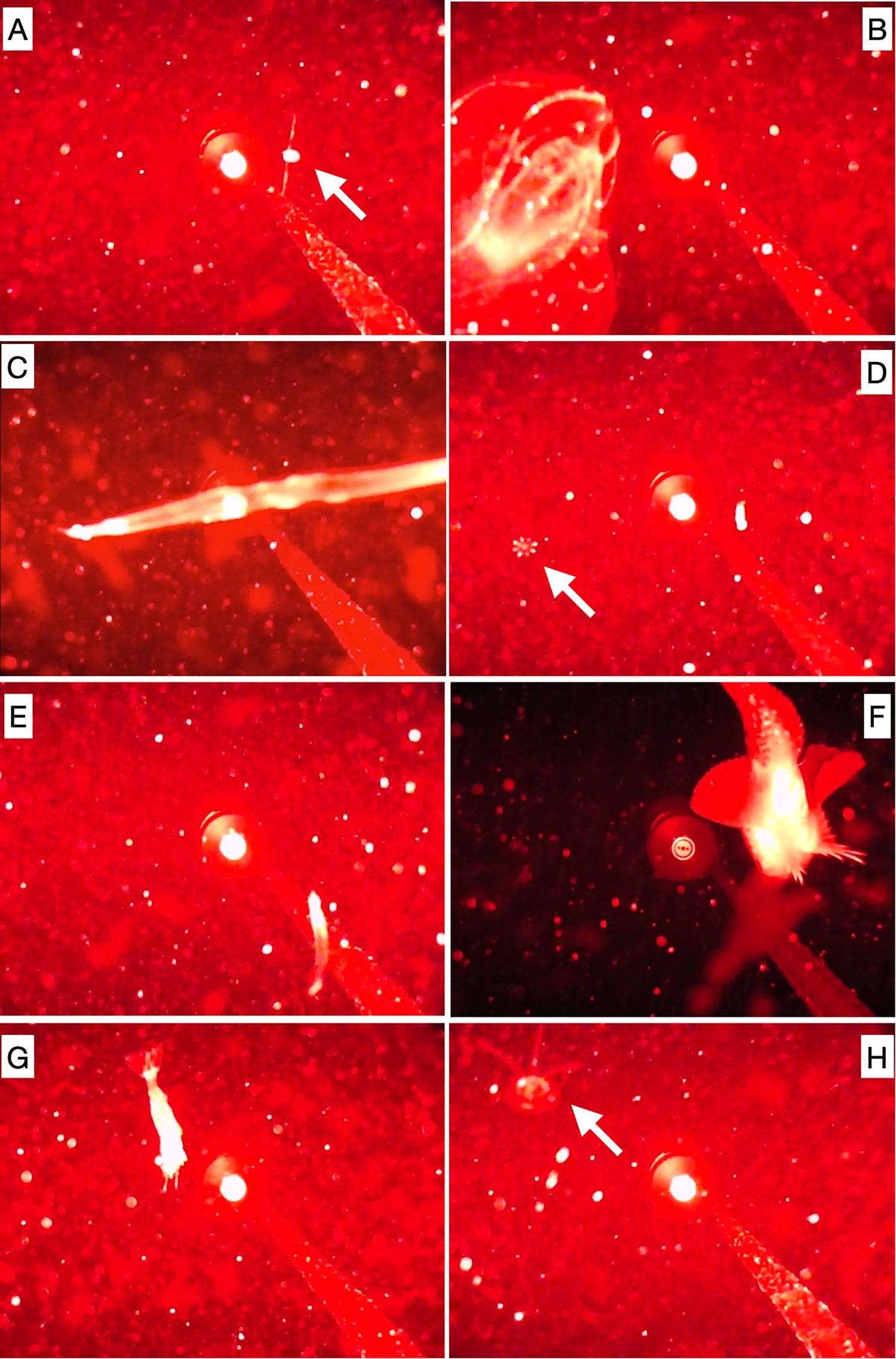 scienza microrganismi fiordo profondità