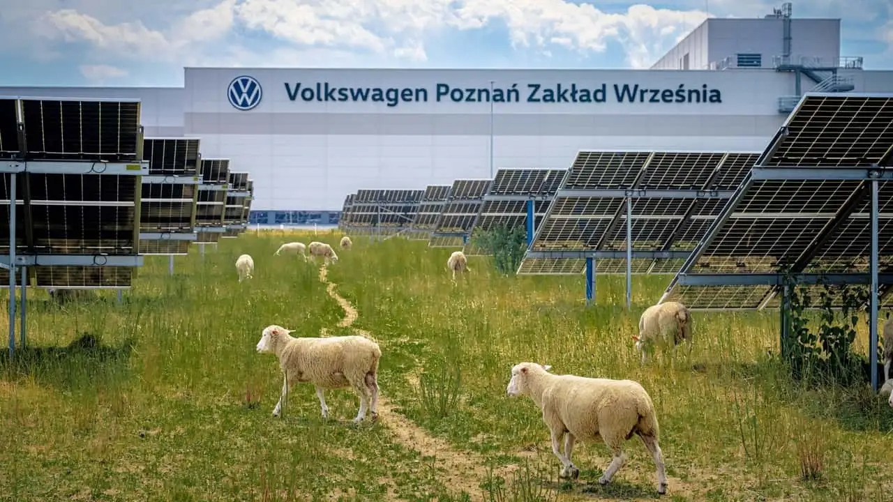 Vw pecore 1