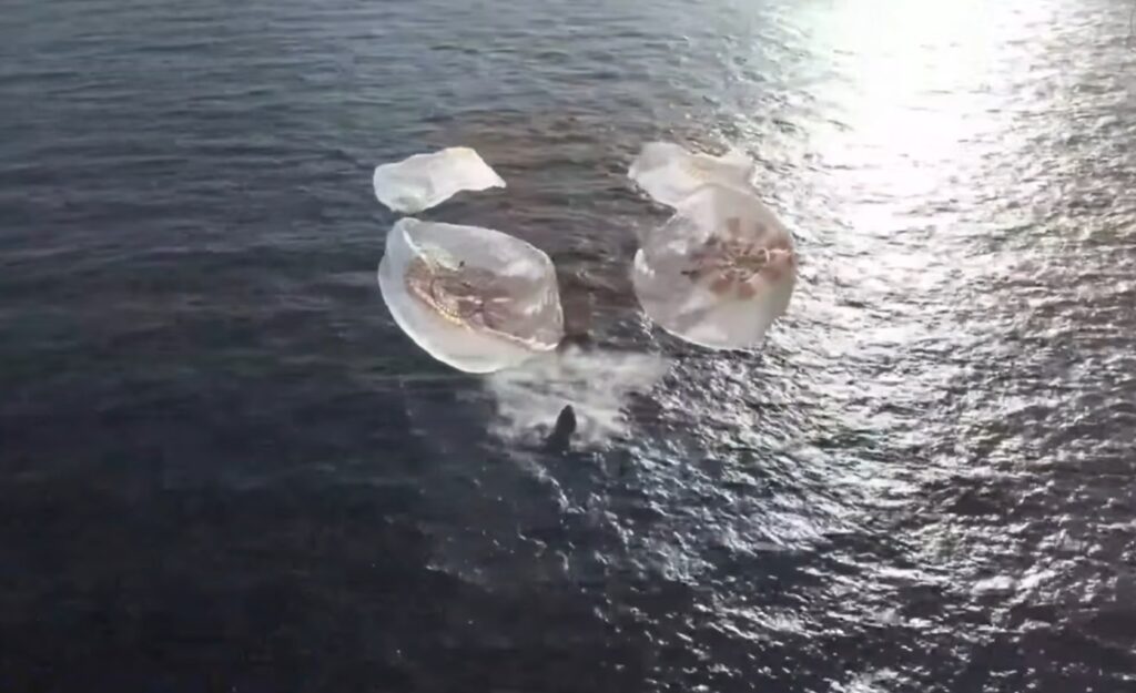 spacex crew dragon freedom splashdown
